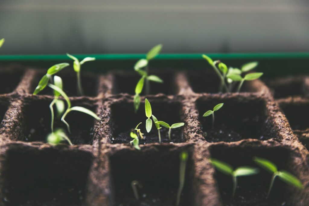 new growth