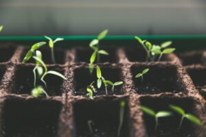 new growth